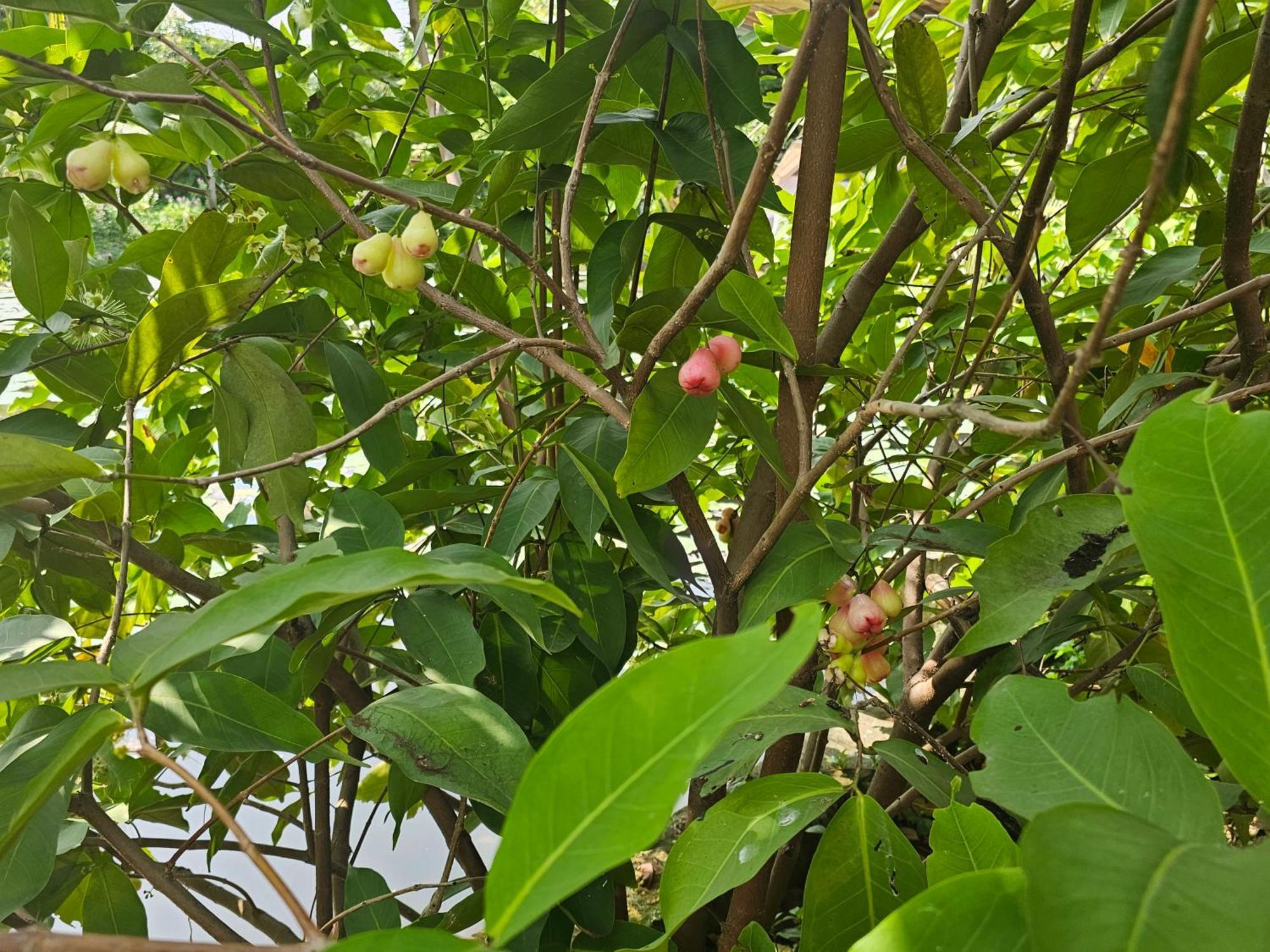 Homestay Sen & Zen Villa Vũng Tàu Exteriér fotografie